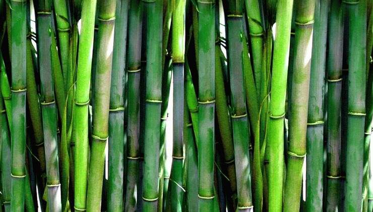 arriva il pellet di bambù