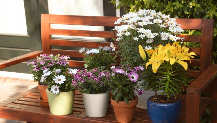 come gestire piante sul balcone primavera