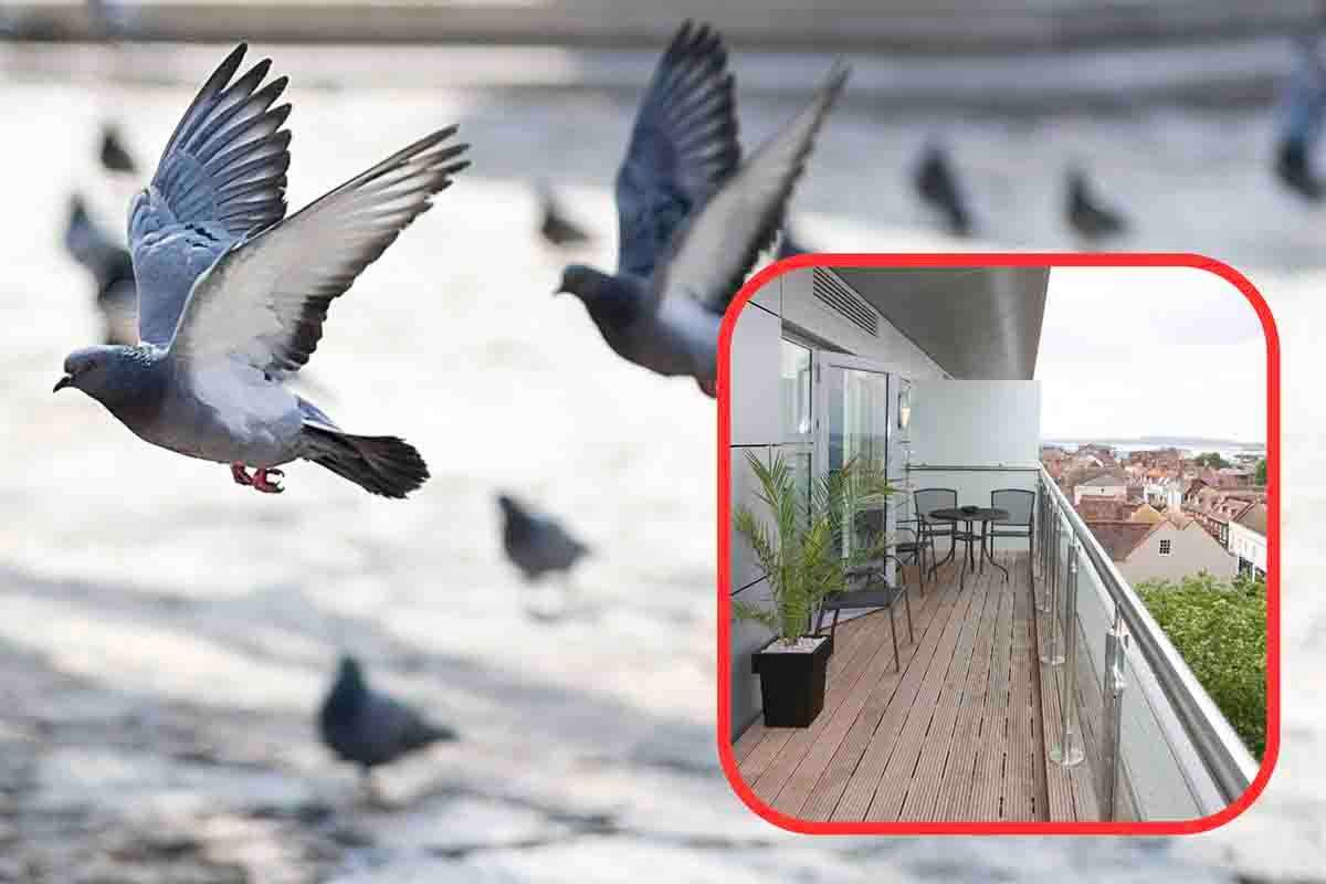 piccioni sul balcone 