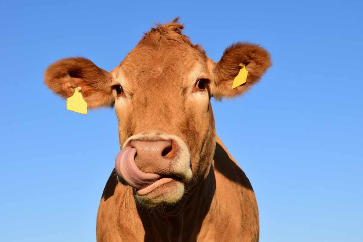 Mucche infette: l'allarme negli USA