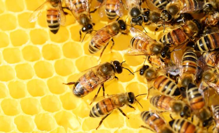 scoperta colonia api parete