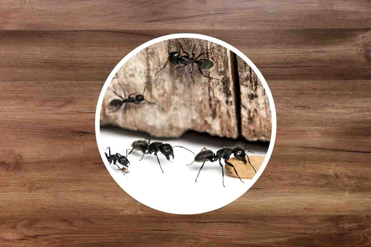 come eliminare le formiche 