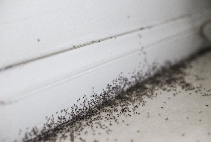 Rimendi contro la presenza delle formiche in casa o in giardino
