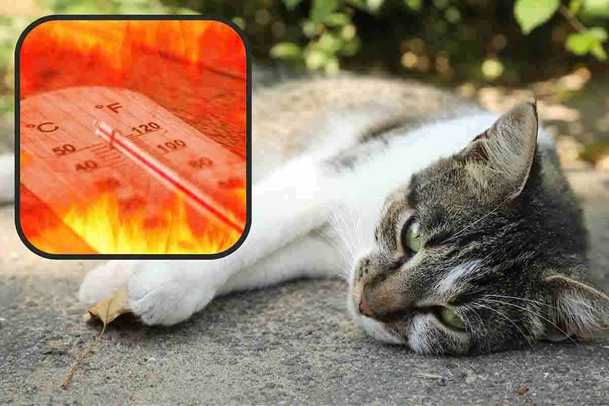  Anche il tuo gatto soffre il caldo estivo