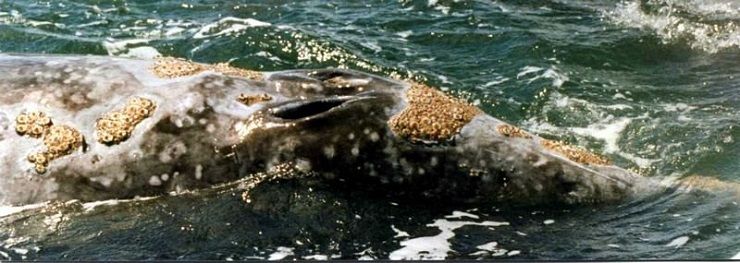 Lo sfiatatoio di una balena grigia