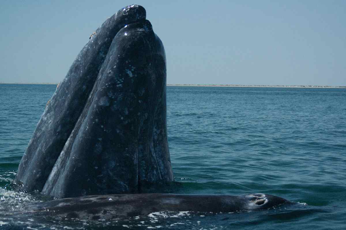 Una balena grigia